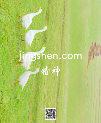 jingshen.com